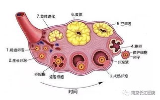 长江助孕 明明有排卵却还是没怀上,是怎么回事