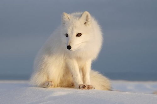 唯美千年白狐图片图片