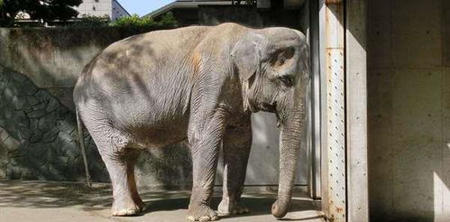 它是日本最老的大象,然而长寿对它来说反而成为折磨