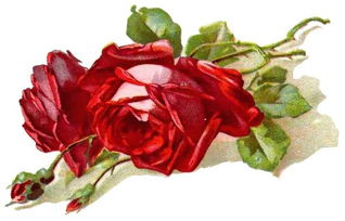 Proud Red Rose 骄傲的红玫瑰 睡前故事
