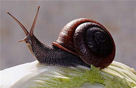 蜗牛靠什么发现食物 蜗牛怎样发现食物 蜗牛能从多远的地方发现食物 