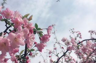 关于樱花桃的诗句