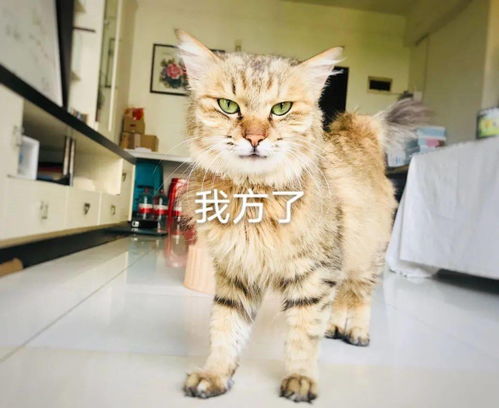 女孩给流浪猫做的猫窝,原来小猫咪为了取暖有那么多方法