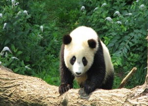 世界各国为了熊猫做了哪些 疯狂 举动 荷兰最土豪,日本最痴迷