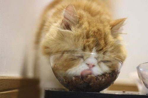 为什么猫咪吃罐头会软便