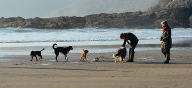 狗,播放,海滩,水,宠物,乐趣,快乐,家庭,海 