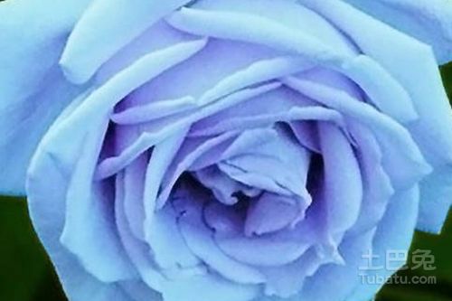 蓝色妖姬代表什么花语,蓝色妖姬的花语是什么意思