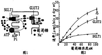 一户瓜农种植的几十亩西瓜 爆炸 .原因是使用了西瓜膨大剂.下列说法正确的是 A.西瓜膨大剂是一种植物激素.从其功能推断因该属于生长素的一种B.西瓜膨大剂导致西瓜 