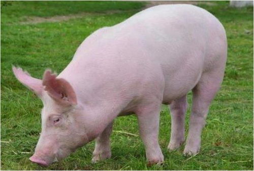 十猪有九富 属猪人 最有福气 的4个出生月份,尽享人间清福