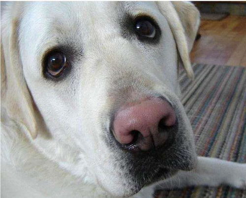 安爸告诉你狗狗的鼻子为什么会变粉了