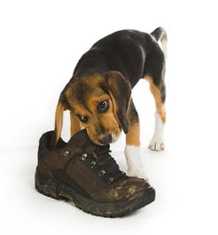 狗狗咬鞋子的5个原因 你可能只知道1个