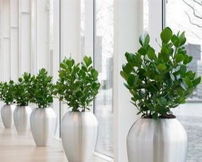 饭店开业送什么绿植好？这些植物能帮你打造舒适餐饮环境