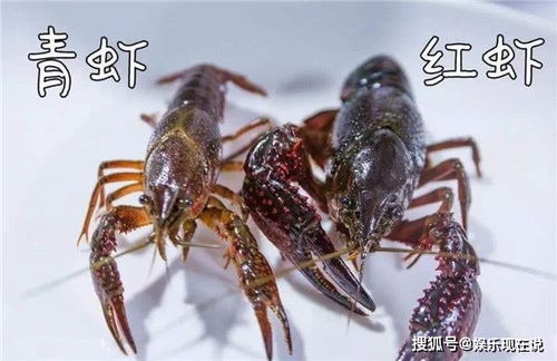 小龙虾买 青虾 好,还是买 红虾 好 看了才知道,味道大不同