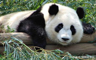 干得漂亮 日本向中国租借大熊猫被拒绝,网友 心里没点数