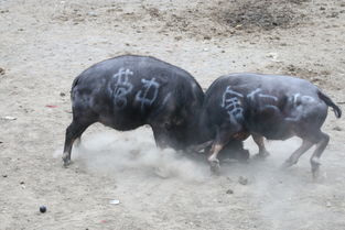贵州龙里 百牛争霸闹新春 猛牛当场战亡 