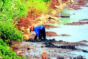 虎门斜阳晚照 满塘莲藕沁香