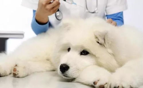 怎么治疗小狗细小病毒（狗狗一般几个月疫苗打完）