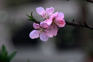 桃花飘香