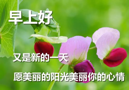 早上好关心朋友的甜蜜句子带图片,清晨最暖心的早安问候句子带字图片