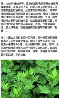 端午为什么要插艾,原来艾叶这么牛