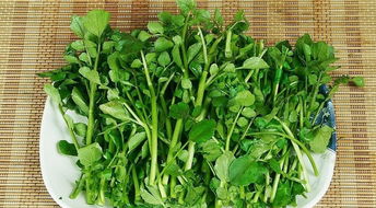 灰条菜：一种营养丰富的蔬菜