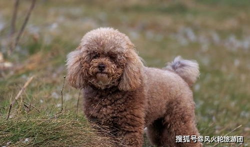 喂泰迪犬的禁忌在这里,想要它们健康长大,这些错误就不能犯