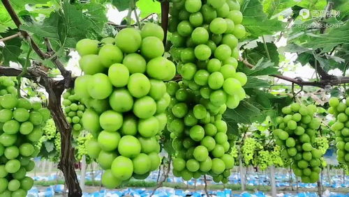 葡萄的成熟季节,葡萄各时期的时间和天数？