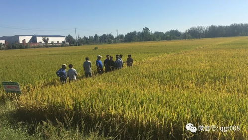 2020年将取消稻谷托市收购 水稻行情分析 做好准备