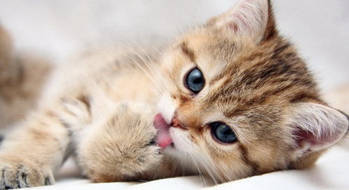 猫咪吐黄水不吃饭不大便是怎么回事 