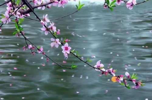 三月桃花雨 ,飘落在人间