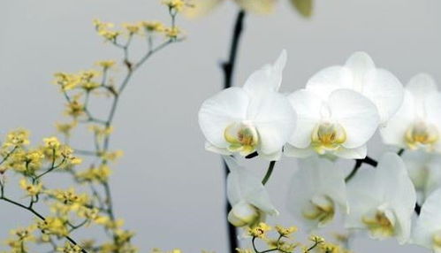 蝴蝶兰哪个品种花期长,什么品种的蝴蝶兰开花勤