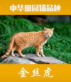 养猫谁说就得养宠物猫 这些中国本土的猫咪,个个都很 值钱
