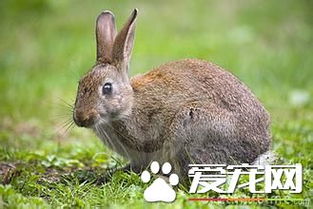 兔子一只多少钱 普通白兔10到20元不等