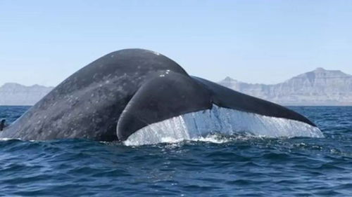 科普 关于世界上最大的动物蓝鲸的11个真相