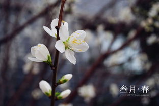 三月花开的季节优美的句子