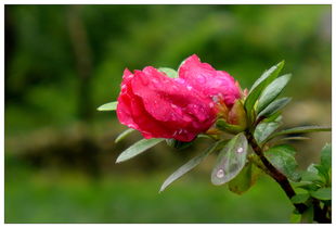 雨前和雨后的花