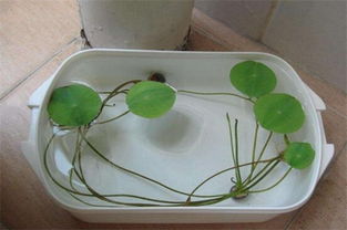 碗莲种子水培方法,水培碗莲用什么水种植？