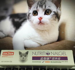 如何给猫咪增加营养,猫营养膏抓住关键营养才有用