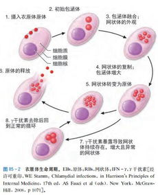 衣原体1.76e,衣原体报告单怎么看