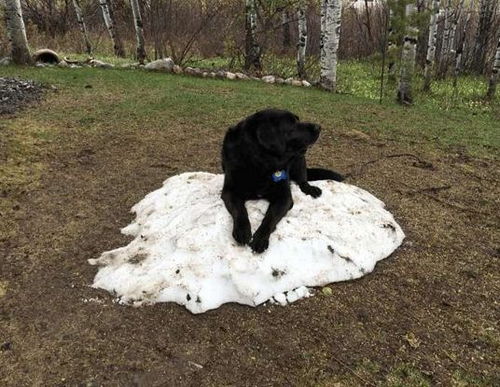 黑狗整天盯着家中仅剩的一块雪堆,雪融了之后它的心也碎了