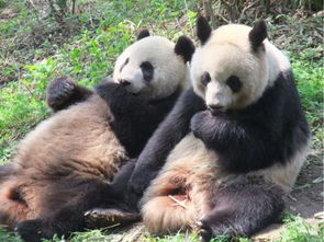 卧龙熊猫基地离成都有多远 参观往返一天够吗 