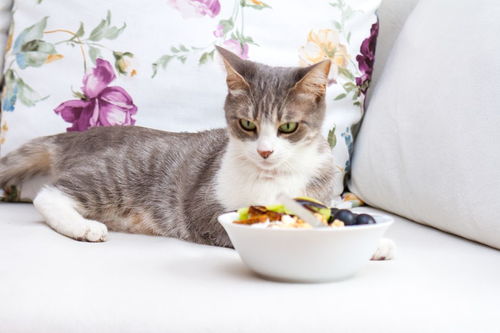 为什么猫咪总喜欢把碗里的食物叼到其他地方吃掉 
