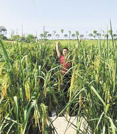 巨型水稻亩产多少斤,什么是巨型稻