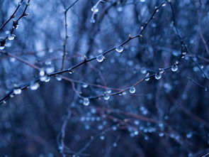 林花著雨胭脂湿——浅析古典诗词中的意象美，林花着雨烟脂湿