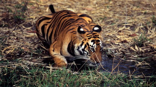 高度独居的老虎,怀孕之后如何解决食物问题 三大策略轻松应对