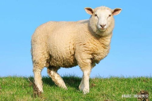 10个羊9个富,以下几年出生的属羊人,注定事业有成,大器晚成 生肖羊 好运 网易订阅 