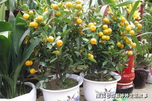 橘子花怎么养殖方法及注意事项,盆栽桔树的养殖方法？