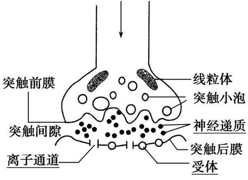 高中生物 神经递质是兴奋后产生,还是原来就存在于突触小泡中 