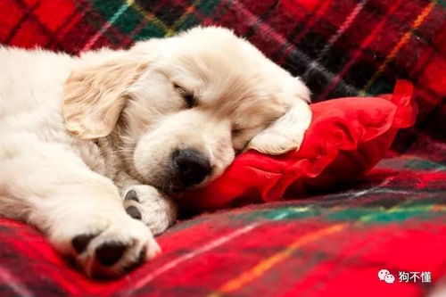 狗总是睡觉 是不是觉得你家狗特别爱睡觉 别慌