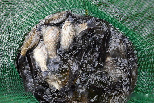 康洁R越冬期的鱼类为何死亡的四点原因及预防补救方法
